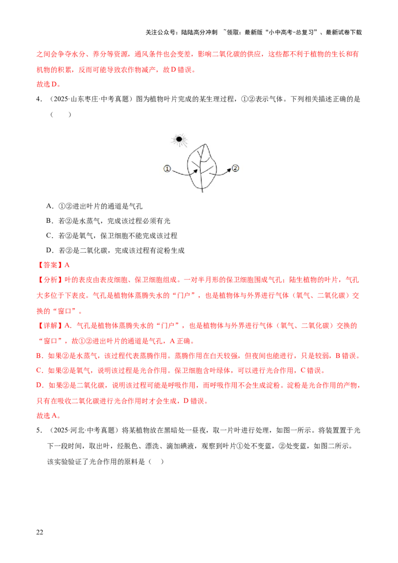 专题04绿色植物的作用（全国通用）（解析版）_02中考总复习（2026版更新中）_08-生物-中考总复习_2026年中考复习（更新中）