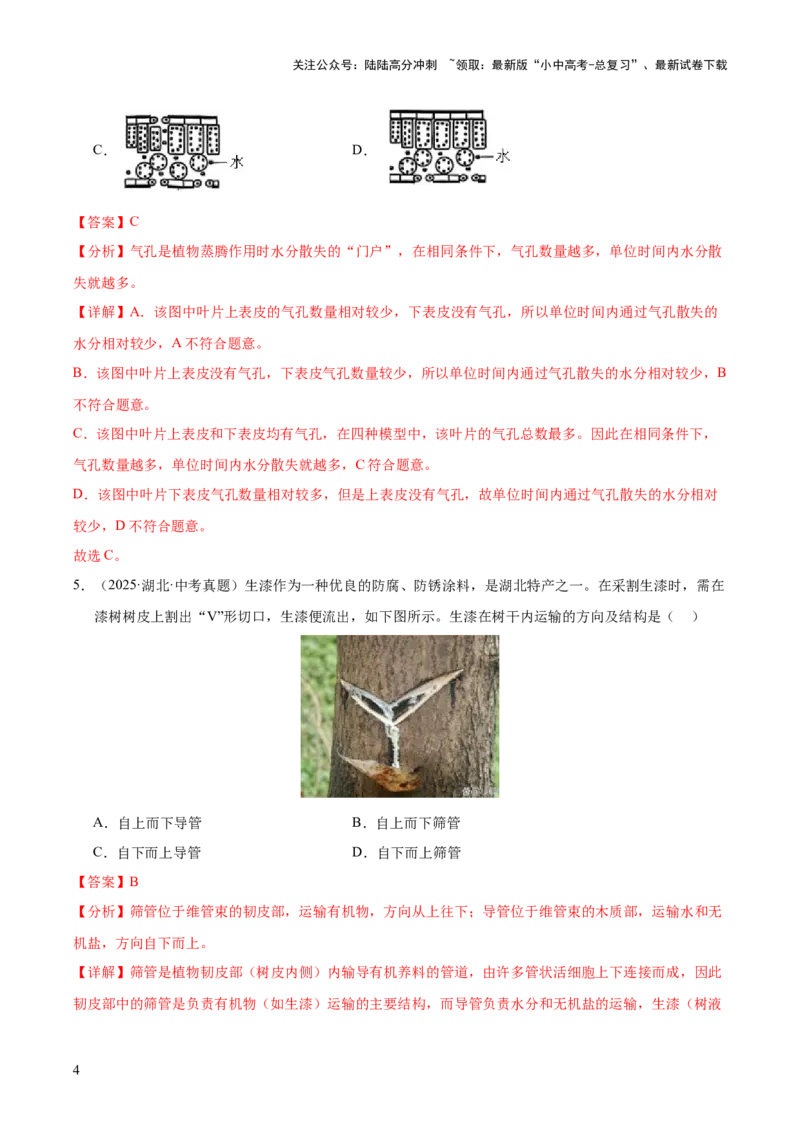 专题04绿色植物的作用（全国通用）（解析版）_02中考总复习（2026版更新中）_08-生物-中考总复习_2026年中考复习（更新中）