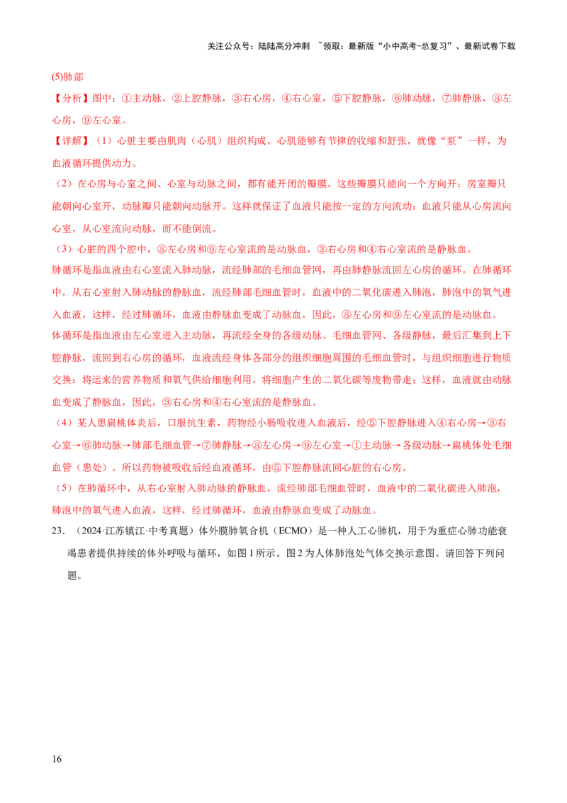 专题06人体内物质的运输及废物的排出（全国通用）（解析版）_02中考总复习（2026版更新中）_08-生物-中考总复习_2026年中考复习（更新中）