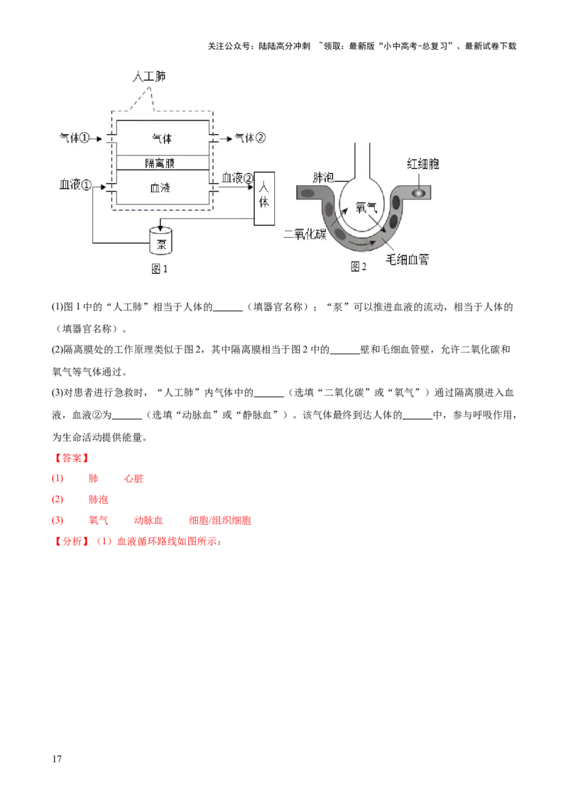 专题06人体内物质的运输及废物的排出（全国通用）（解析版）_02中考总复习（2026版更新中）_08-生物-中考总复习_2026年中考复习（更新中）