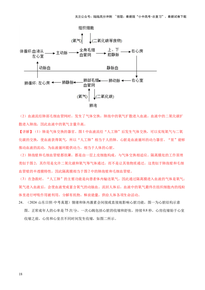 专题06人体内物质的运输及废物的排出（全国通用）（解析版）_02中考总复习（2026版更新中）_08-生物-中考总复习_2026年中考复习（更新中）