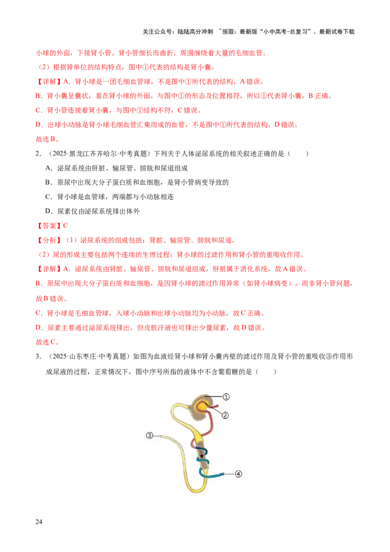 专题06人体内物质的运输及废物的排出（全国通用）（解析版）_02中考总复习（2026版更新中）_08-生物-中考总复习_2026年中考复习（更新中）