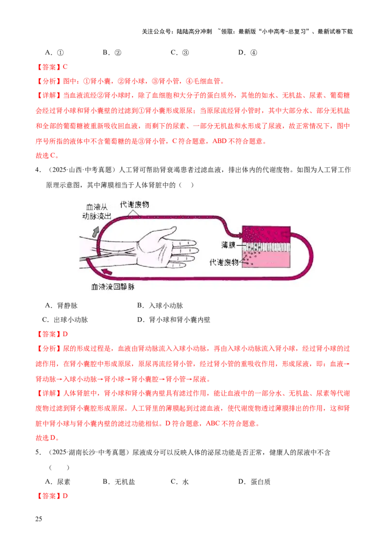 专题06人体内物质的运输及废物的排出（全国通用）（解析版）_02中考总复习（2026版更新中）_08-生物-中考总复习_2026年中考复习（更新中）