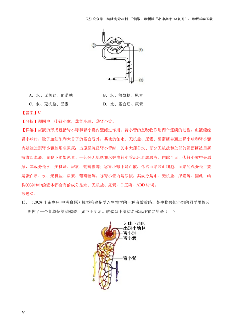专题06人体内物质的运输及废物的排出（全国通用）（解析版）_02中考总复习（2026版更新中）_08-生物-中考总复习_2026年中考复习（更新中）