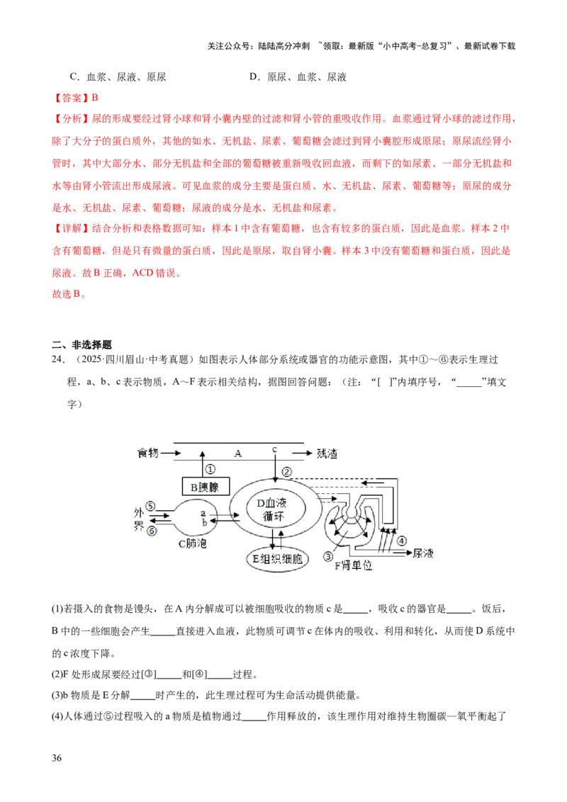 专题06人体内物质的运输及废物的排出（全国通用）（解析版）_02中考总复习（2026版更新中）_08-生物-中考总复习_2026年中考复习（更新中）