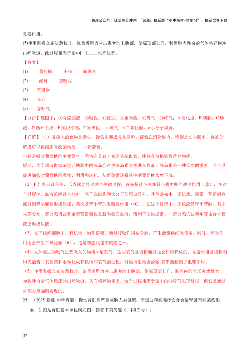 专题06人体内物质的运输及废物的排出（全国通用）（解析版）_02中考总复习（2026版更新中）_08-生物-中考总复习_2026年中考复习（更新中）