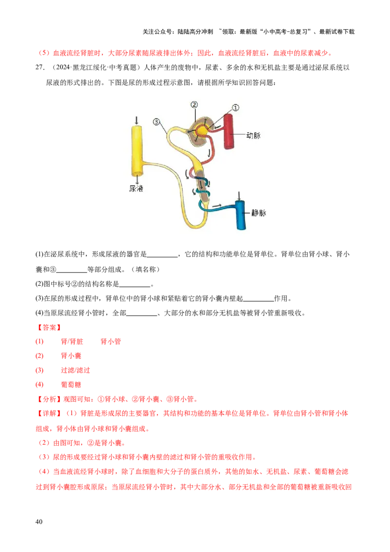 专题06人体内物质的运输及废物的排出（全国通用）（解析版）_02中考总复习（2026版更新中）_08-生物-中考总复习_2026年中考复习（更新中）