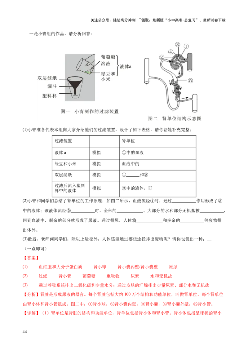 专题06人体内物质的运输及废物的排出（全国通用）（解析版）_02中考总复习（2026版更新中）_08-生物-中考总复习_2026年中考复习（更新中）