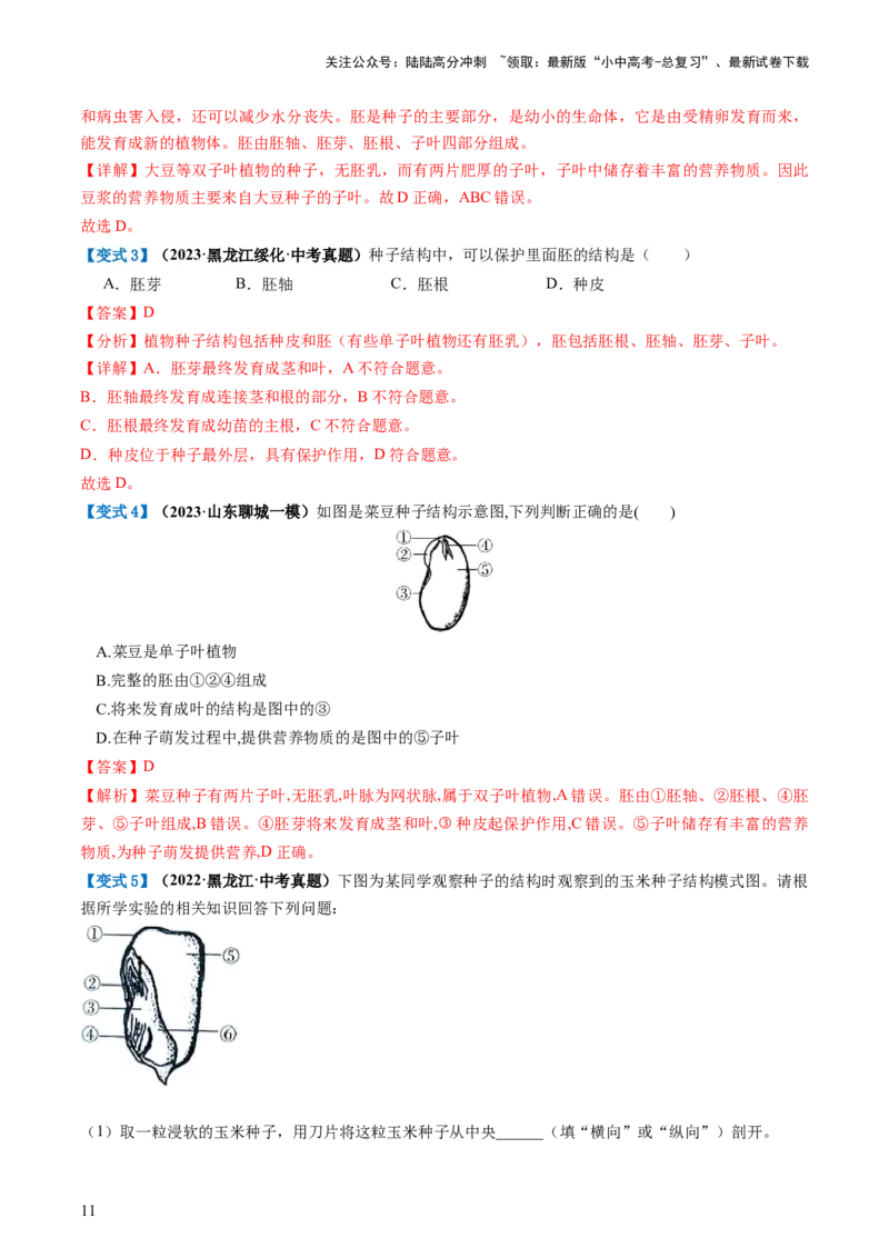 专题04生物圈中有哪些绿色植物（讲义）（解析版）_02中考总复习（2026版更新中）_08-生物-中考总复习_2024年中考复习资料_一轮复习_❤2024年中考生物一轮复习讲练测（全国通用）_讲义