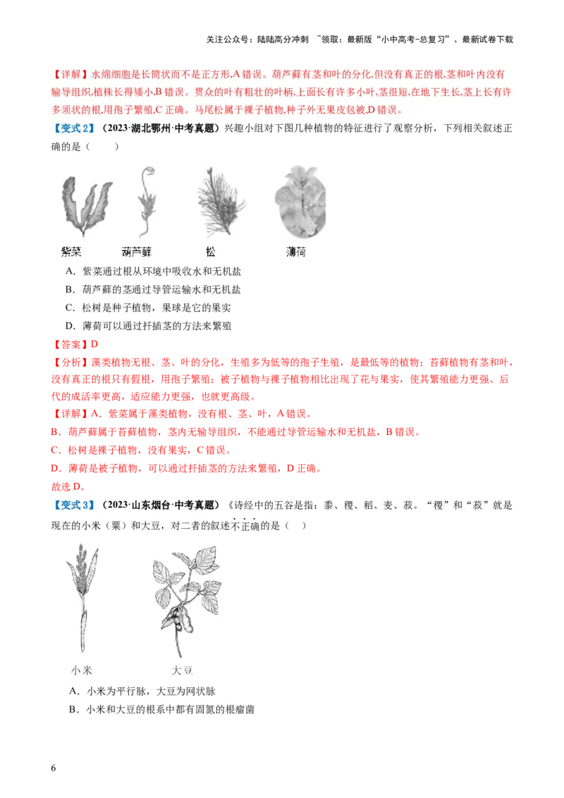 专题04生物圈中有哪些绿色植物（讲义）（解析版）_02中考总复习（2026版更新中）_08-生物-中考总复习_2024年中考复习资料_一轮复习_❤2024年中考生物一轮复习讲练测（全国通用）_讲义