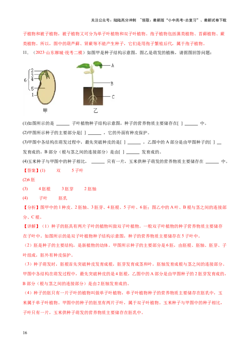 专题04生物圈中有哪些绿色植物（解析版）_02中考总复习（2026版更新中）_08-生物-中考总复习_2024年中考复习资料_一轮复习_❤备战2024年中考生物一轮复习考点帮（全国通用）_练习