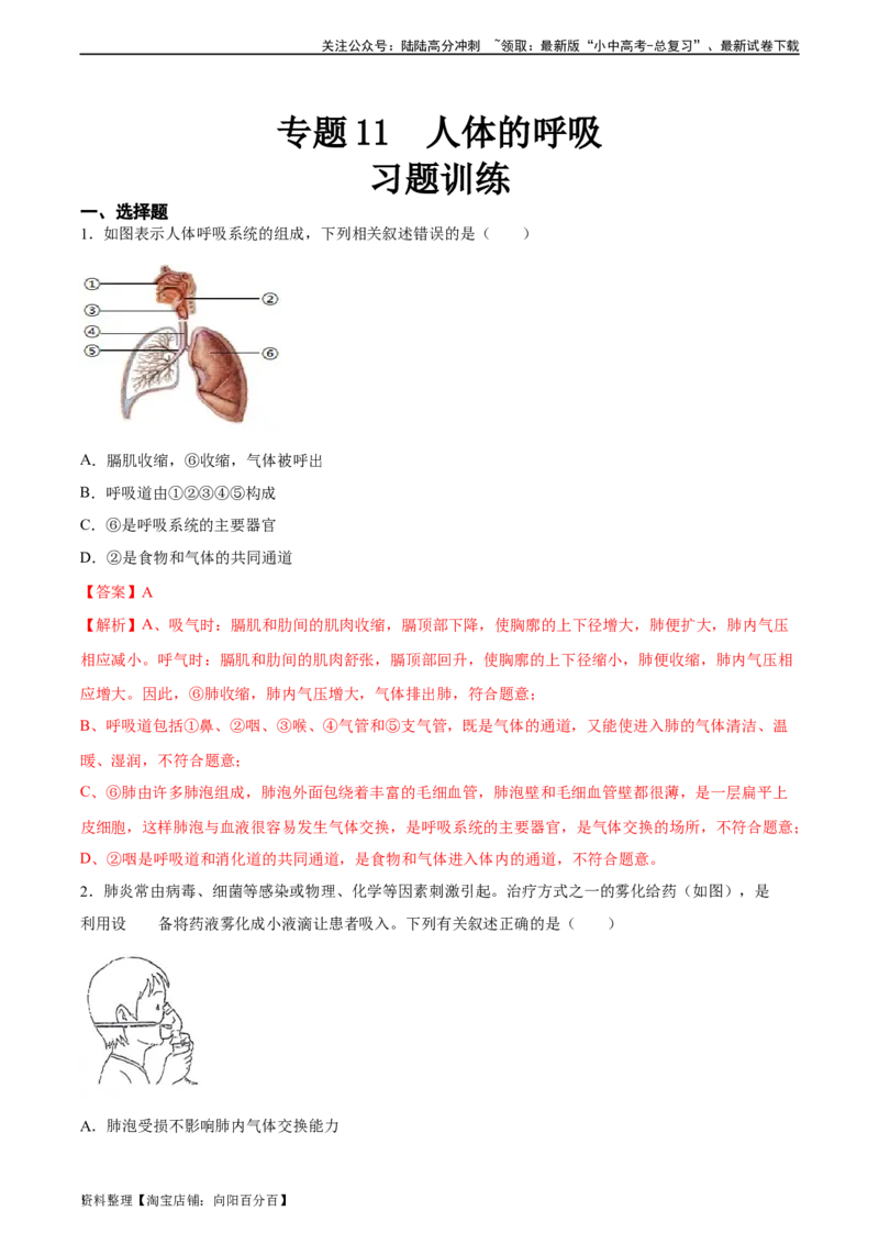 专题11人体的呼吸（习题精练）（全国通用）（解析版）_02中考总复习（2026版更新中）_08-生物-中考总复习_2024年中考复习资料_一轮复习_配套练习（原卷版+解析版）_答案解析版