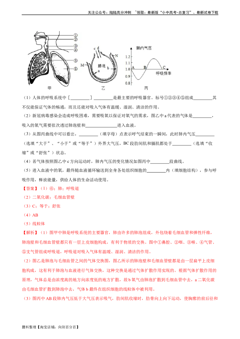 专题11人体的呼吸（习题精练）（全国通用）（解析版）_02中考总复习（2026版更新中）_08-生物-中考总复习_2024年中考复习资料_一轮复习_配套练习（原卷版+解析版）_答案解析版