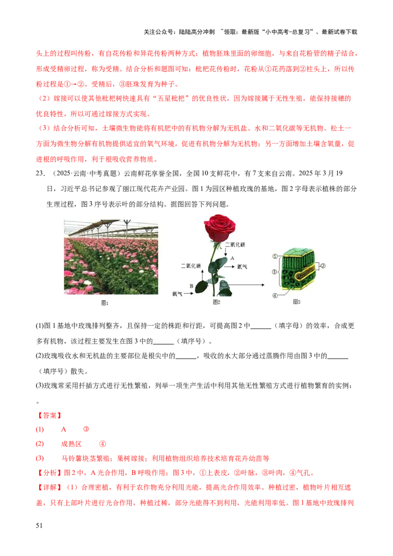 专题11生物的生殖和发育（全国通用）（解析版）_02中考总复习（2026版更新中）_08-生物-中考总复习_2026年中考复习（更新中）