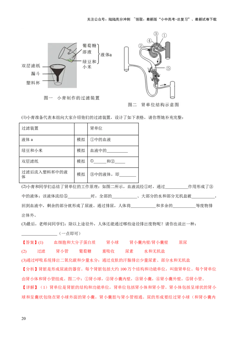 专题13人体内废物的排出（练习）（解析版）_02中考总复习（2026版更新中）_08-生物-中考总复习_2024年中考复习资料_一轮复习_❤2024年中考生物一轮复习讲练测（全国通用）_练习