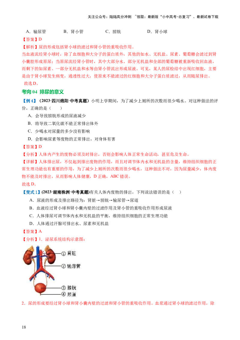 专题13人体内废物的排出（讲义）（解析版）_02中考总复习（2026版更新中）_08-生物-中考总复习_2024年中考复习资料_一轮复习_❤2024年中考生物一轮复习讲练测（全国通用）_讲义