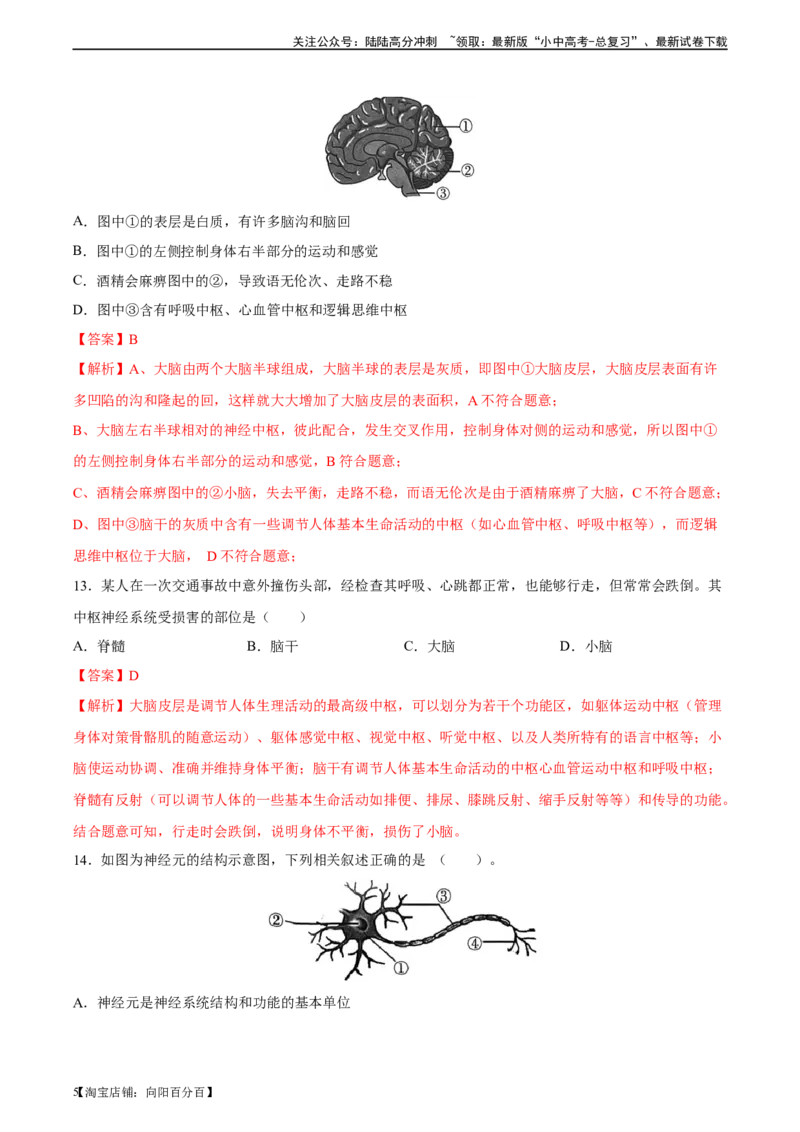 专题14人体生命活动的调节（习题精练）-省心备考2024年中考生物一轮复习精讲精练（全国通用）（解析版）_02中考总复习（2026版更新中）_08-生物-中考总复习_2024年中考复习资料