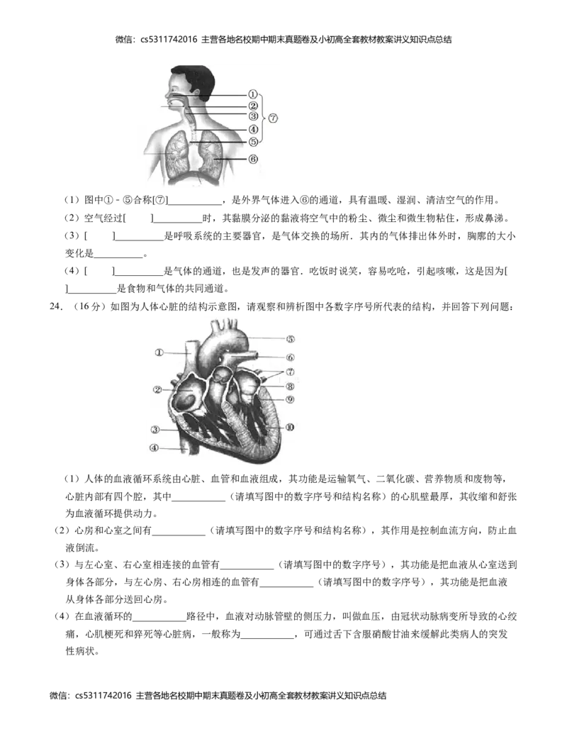 七年级生物期中模拟卷（考试版A4）测试范围：第1~4章（人教版）(1)_北京初中期末题_C605-京七八九_B京生物七八九_北京7下生物_2022-2024_北京生物7下期中