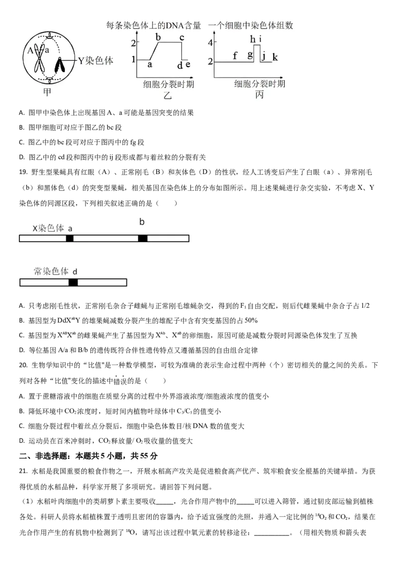 吉林省通化市梅河口市第五中学2024-2025学年高三上学期10月月考试题生物Word版含答案_A1502026各地模拟卷（超值！）_10月