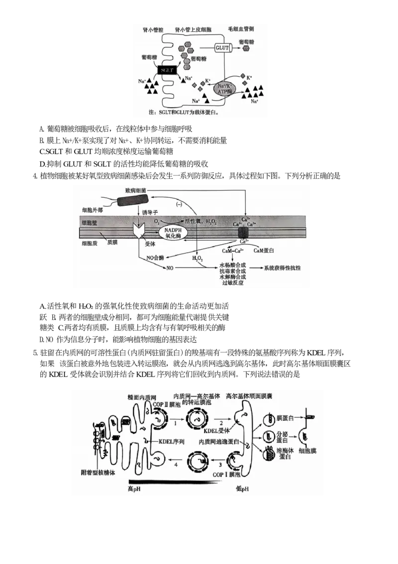 山东省生物试题_A1502026各地模拟卷（超值！）_10月_241012山东省天一大联考&middot;齐鲁名校联盟第二次联考_生物