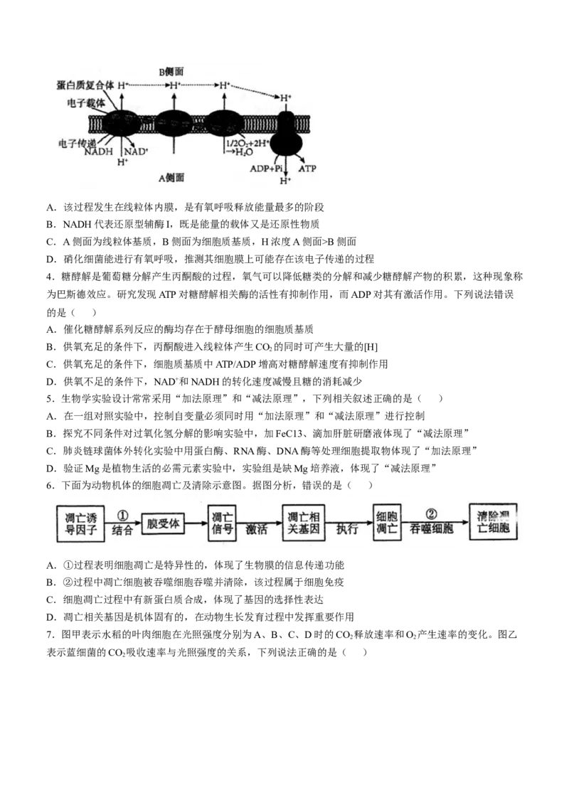 安徽省芜湖市第一中学2024-2025学年高三上学期10月教学质量诊断测试生物学试题（含答案）_A1502026各地模拟卷（超值！）_10月