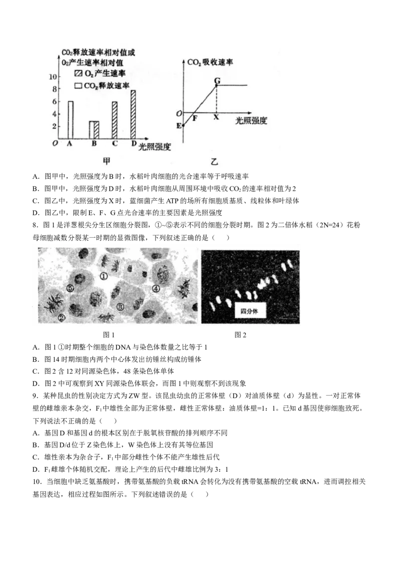 安徽省芜湖市第一中学2024-2025学年高三上学期10月教学质量诊断测试生物学试题（含答案）_A1502026各地模拟卷（超值！）_10月