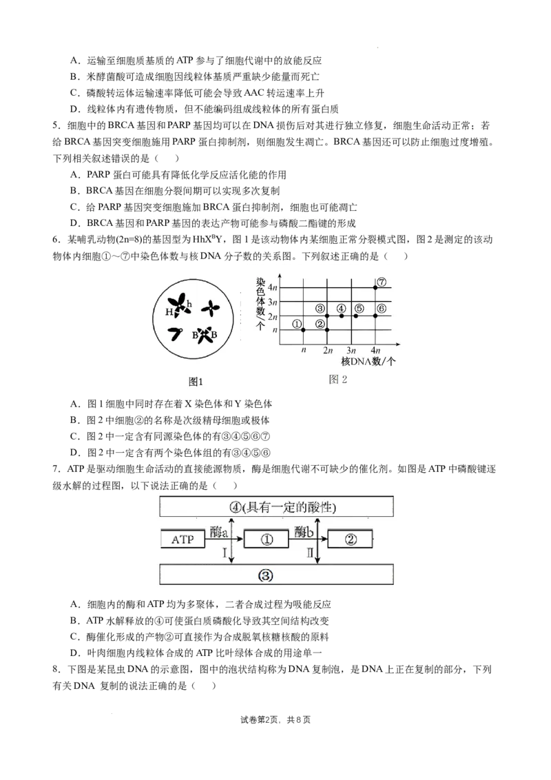 四川省成都市石室中学2024-2025学年高三上学期10月月考生物试题_A1502026各地模拟卷（超值！）_10月_241013四川省成都市石室中学2024-2025学年高三上学期10月月考