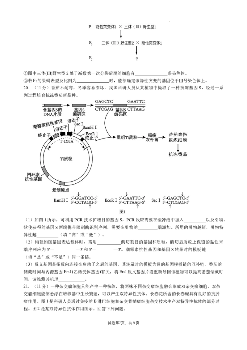 四川省成都市石室中学2024-2025学年高三上学期10月月考生物试题_A1502026各地模拟卷（超值！）_10月_241013四川省成都市石室中学2024-2025学年高三上学期10月月考