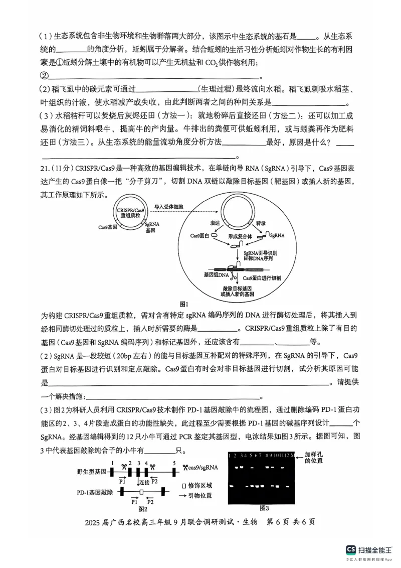 2025届广西名校高三年级9月联合调研测试生物试题_A1502026各地模拟卷（超值！）_9月_2409062025届广西名校高三年级9月联合调研测试_2025届广西名校高三年级9月联合调研测试生物