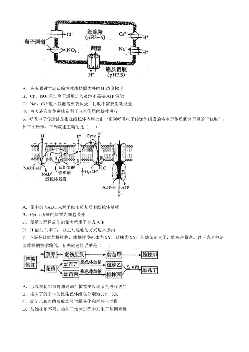 天津市南开中学2024-2025学年高三上学期10月月考生物学试题（含答案）_A1502026各地模拟卷（超值！）_10月_241022天津市南开中学2024-2025学年高三上学期10月月考