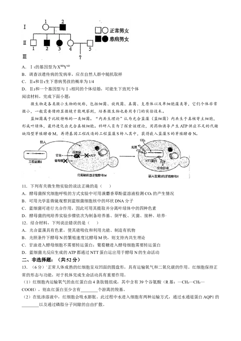 天津市南开中学2024-2025学年高三上学期10月月考生物学试题（含答案）_A1502026各地模拟卷（超值！）_10月_241022天津市南开中学2024-2025学年高三上学期10月月考
