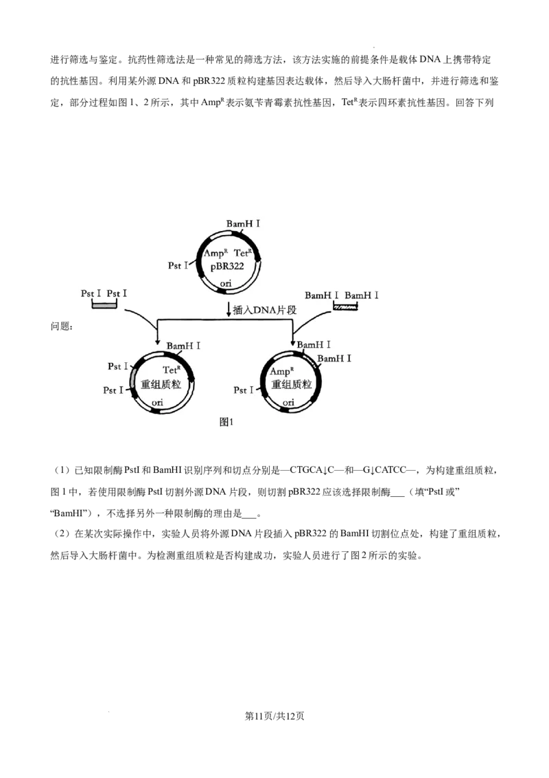 2025届广东省联考高三上学期10月第一次模拟（一模）生物试题_A1502026各地模拟卷（超值！）_10月_241018广东省（雷州市龙门中学、客路中学）两校2025届高三10月第一次模拟考试