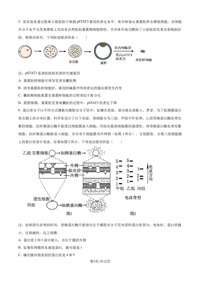 2025届广东省联考高三上学期10月第一次模拟（一模）生物试题_A1502026各地模拟卷（超值！）_10月_241018广东省（雷州市龙门中学、客路中学）两校2025届高三10月第一次模拟考试
