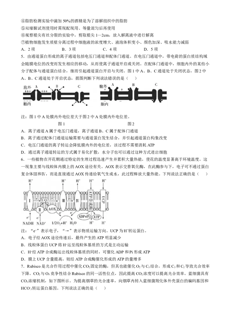 山东省实验中学2024&mdash;2025学年高三上学期第一次诊断生物试题(含答案）_A1502026各地模拟卷（超值！）_10月_241015山东省实验中学2024&mdash;2025学年高三上学期第一次诊断