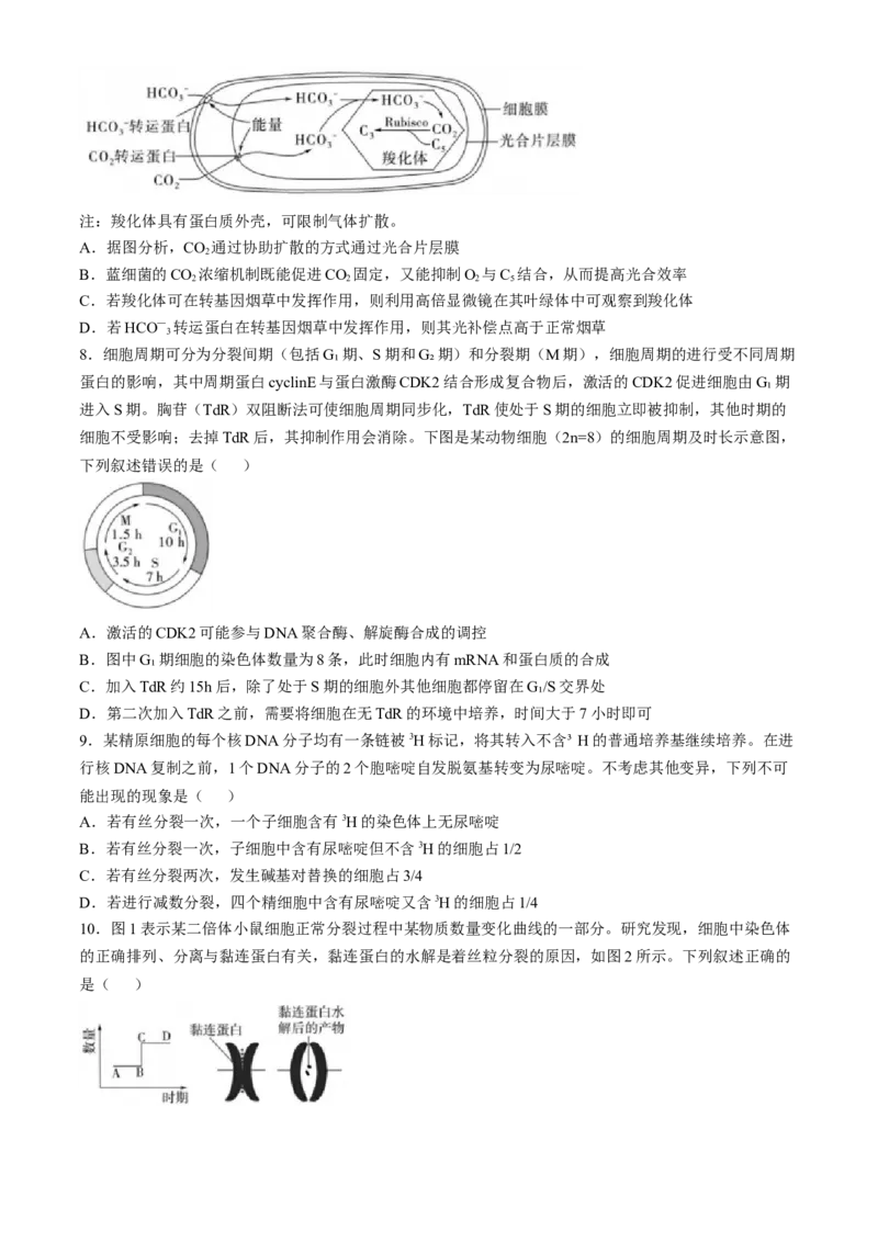 山东省实验中学2024&mdash;2025学年高三上学期第一次诊断生物试题(含答案）_A1502026各地模拟卷（超值！）_10月_241015山东省实验中学2024&mdash;2025学年高三上学期第一次诊断