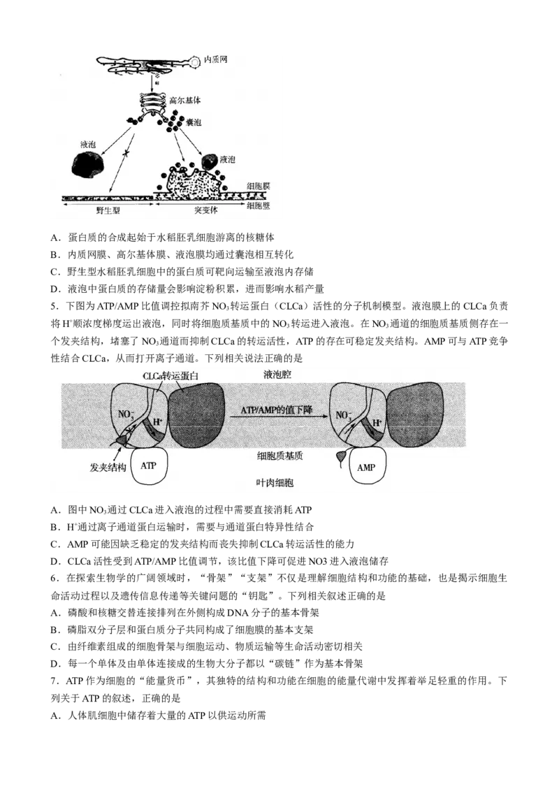 山西省部分学校2024-2025学年高三上学期学情监测生物试题_A1502026各地模拟卷（超值！）_11月_241118山西天一大联考2024-2025学年高三期中调研考试