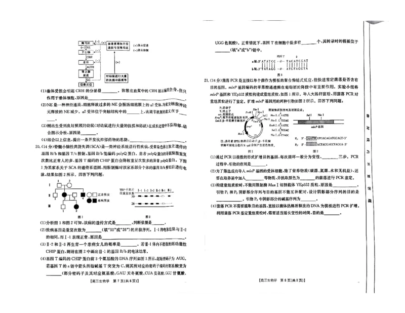 四川金太阳2024-2025学年高三上学期9月开学考试（25-07C）生物试卷_A1502026各地模拟卷（超值！）_9月_240913四川重庆金太阳2024-2025学年高三上学期9月开学考试（25-07C)