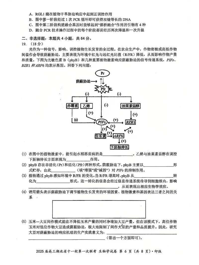 十一校生物试卷_A1502026各地模拟卷（超值！）_12月_241205湖北十一校2025届高三12月联考_生物