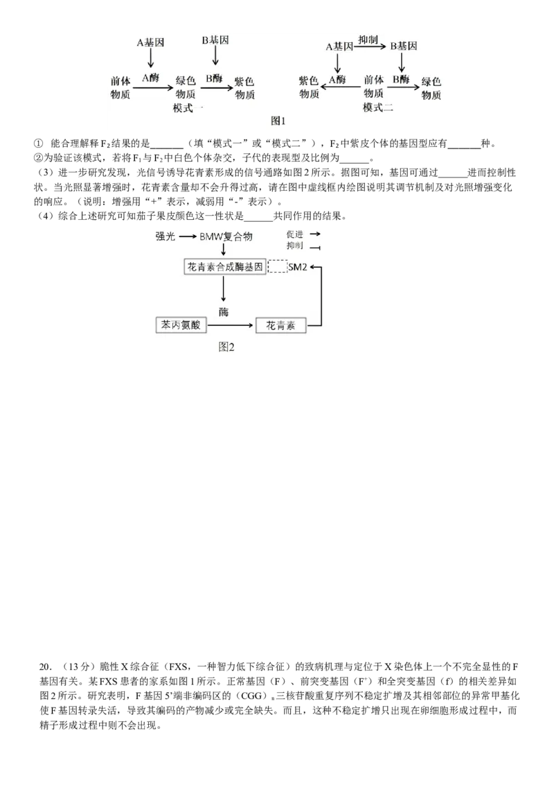 广东省华南师范大学附属中学2024-2025学年高三上学期11月综合测试（二）生物Word版含答案_A1502026各地模拟卷（超值！）_11月