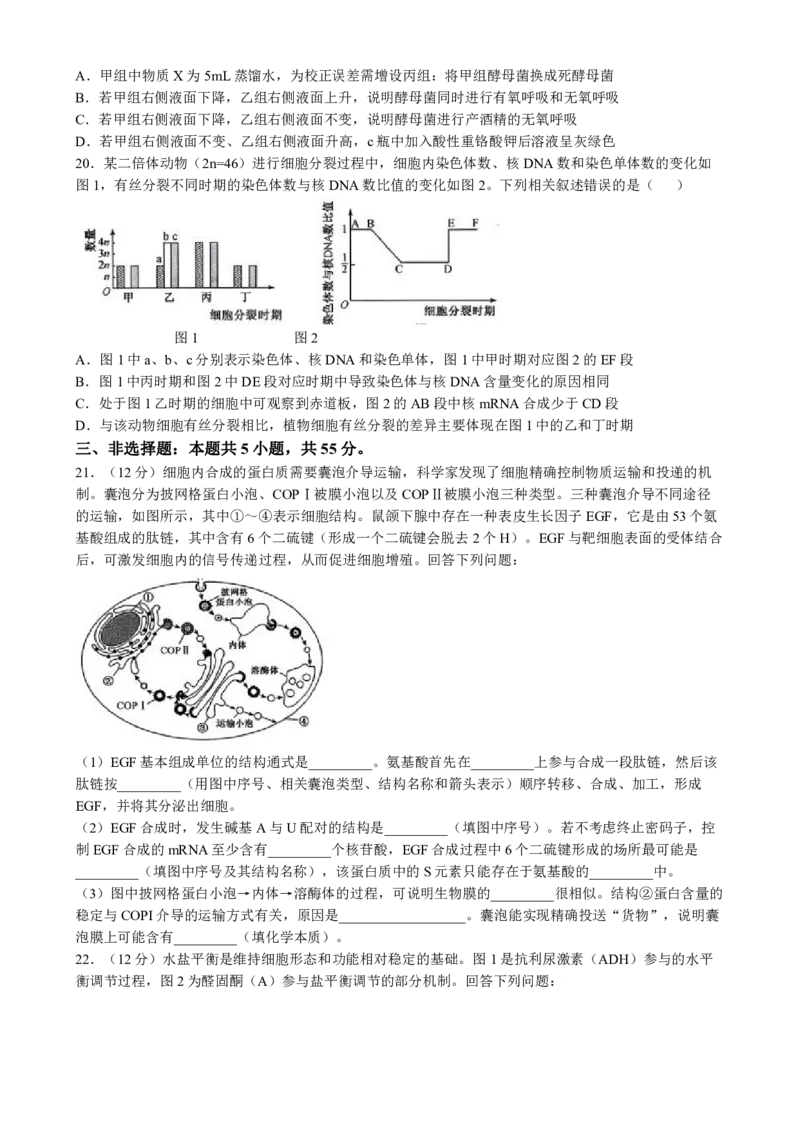 九师联盟2025届高三10月联考（S-G）生物试题_A1502026各地模拟卷（超值！）_10月_2410082025届九师联盟高三10月8联考（9月质量检测巩固卷G）