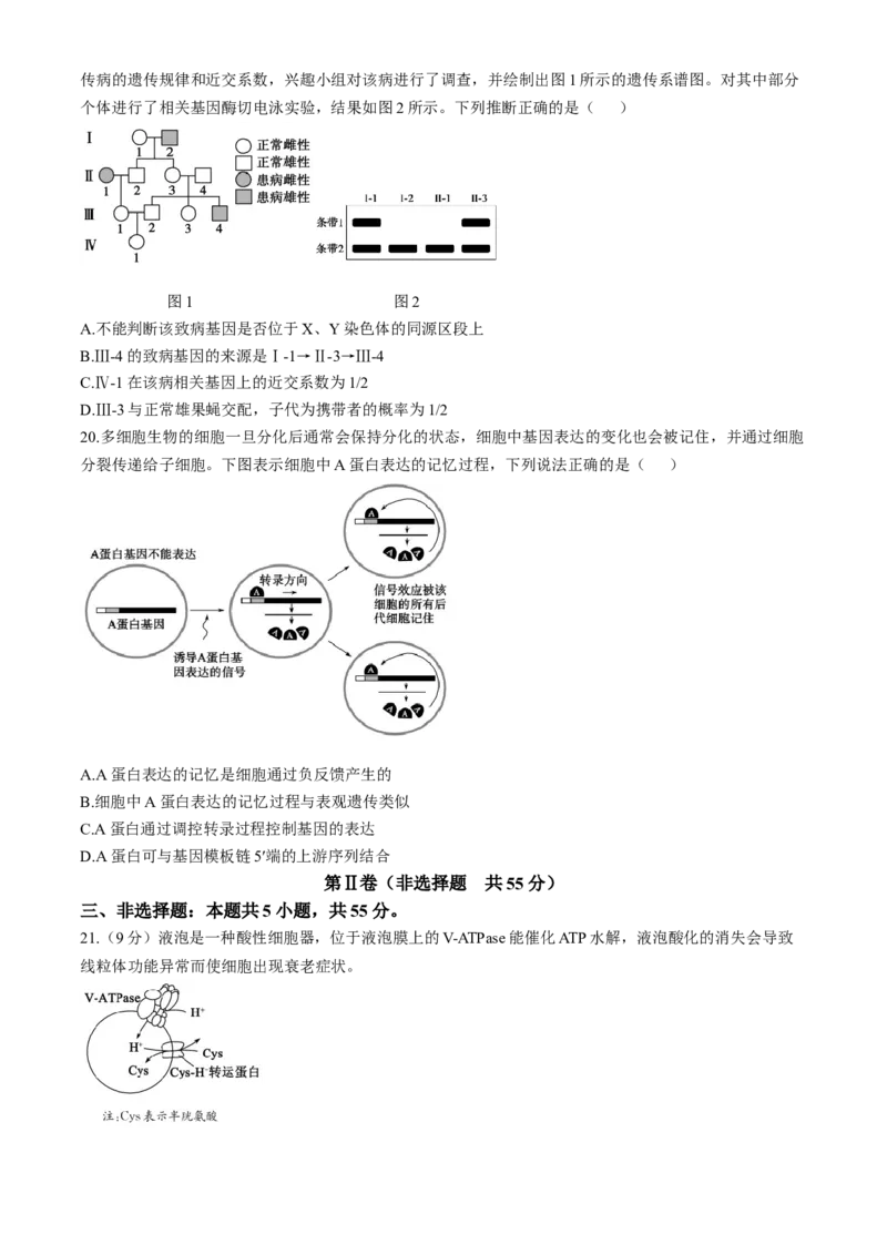 山东省德州市2024-2025学年高三上学期期中考试生物试题_A1502026各地模拟卷（超值！）_11月_241115山东省德州市2024-2025学年高三上学期期中考试（全科）