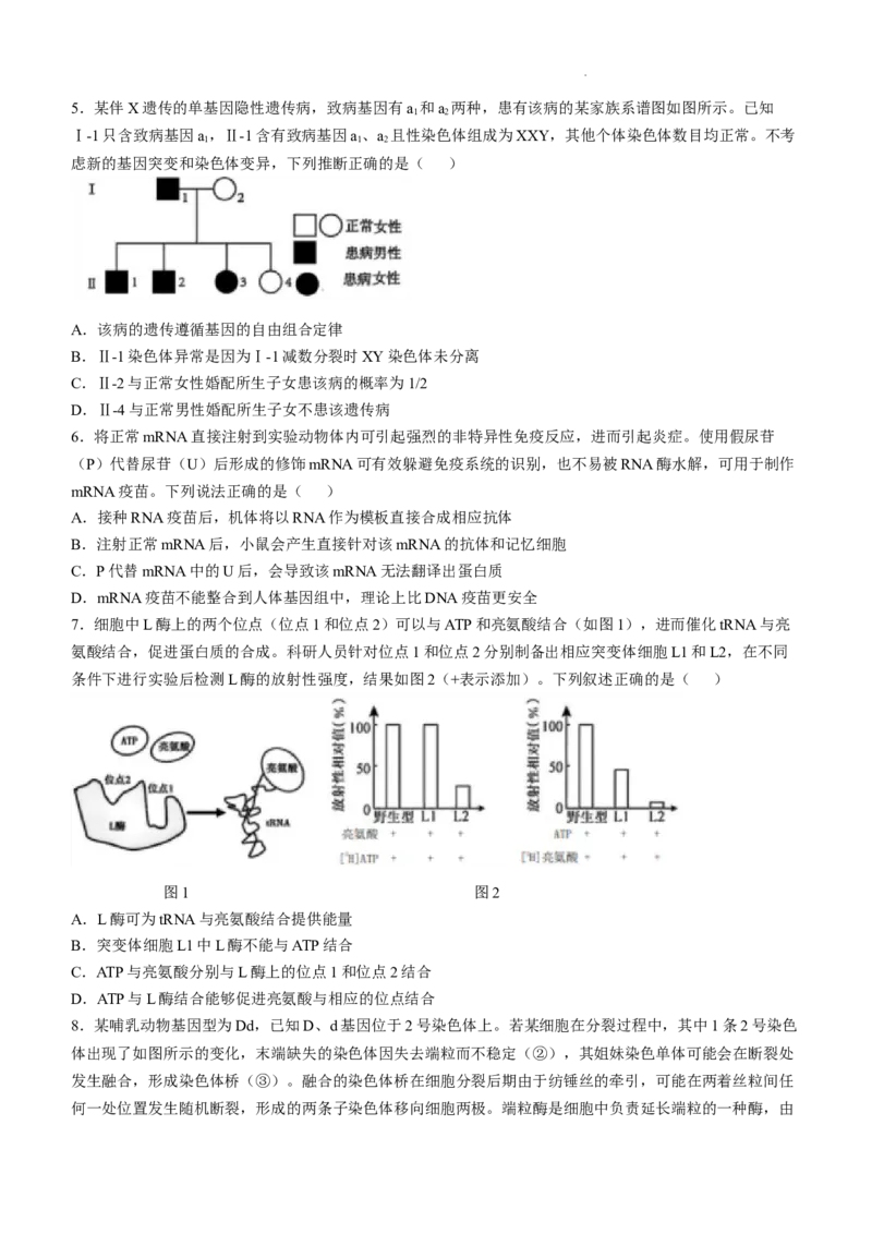 四川省成都市树德中学2024-2025学年高三上学期12月月考生物+答案_A1502026各地模拟卷（超值！）_12月_241218四川省成都市树德中学2024-2025学年高三上学期12月月考