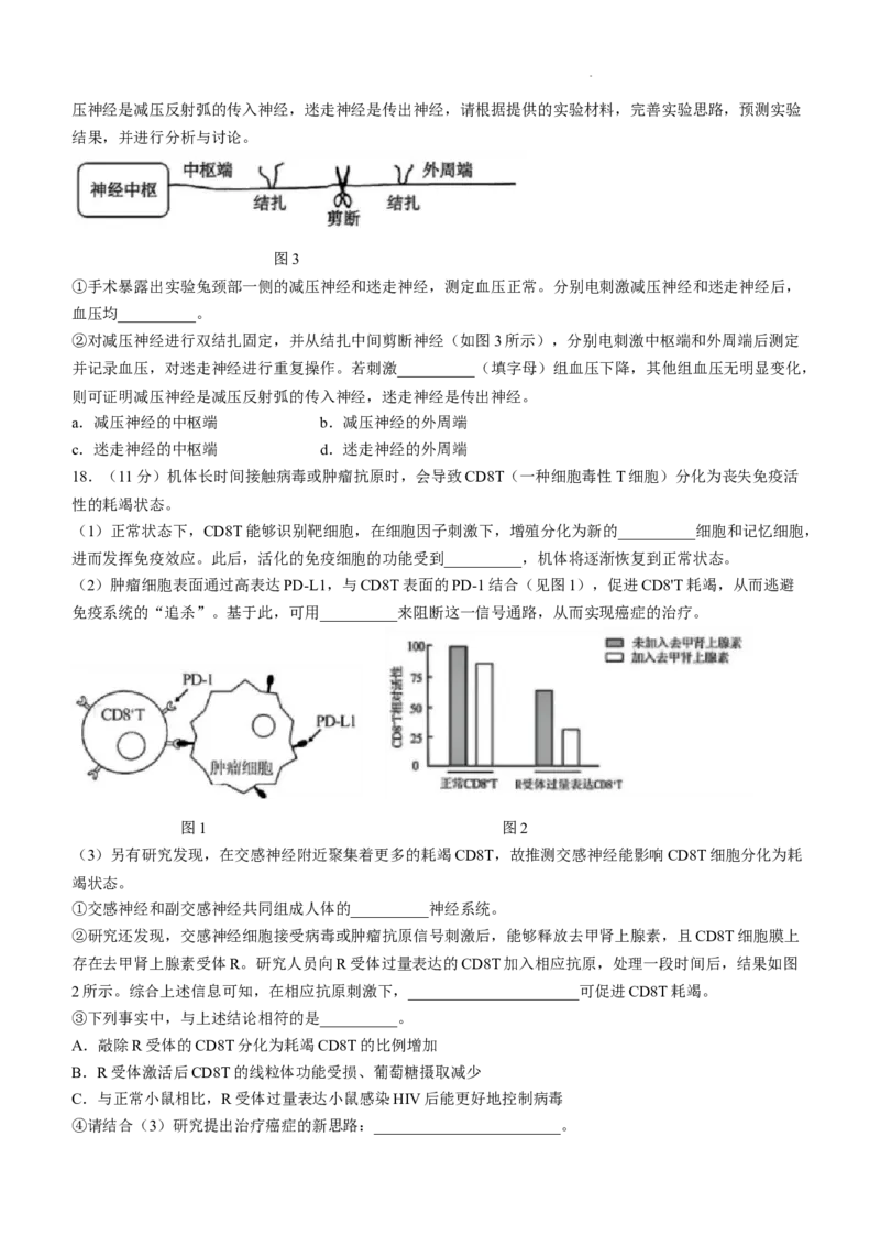 四川省成都市树德中学2024-2025学年高三上学期12月月考生物+答案_A1502026各地模拟卷（超值！）_12月_241218四川省成都市树德中学2024-2025学年高三上学期12月月考