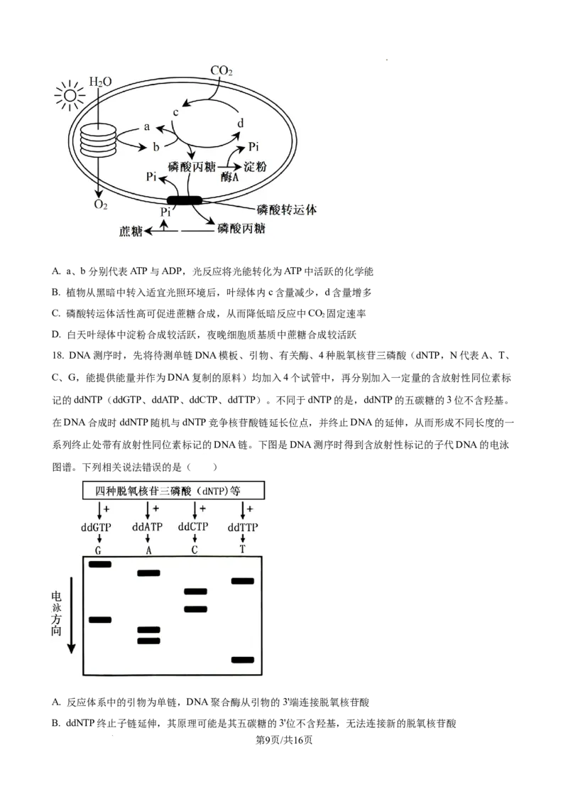 山东省泰安市2024-2025学年高三上学期11月期中考试生物_A1502026各地模拟卷（超值！）_11月_241124山东省泰安市2024-2025学年高三上学期11月期中考试
