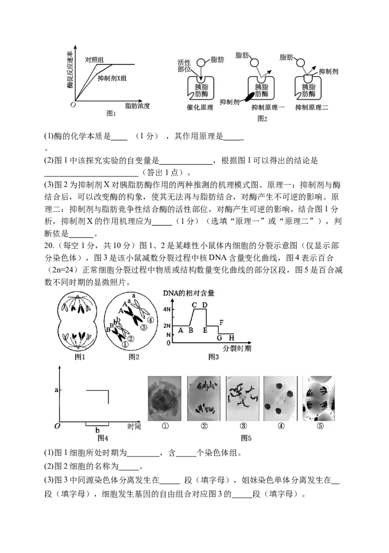 天津市静海区第一中学2024-2025学年高三上学期10月月考试题生物Word版含答案_A1502026各地模拟卷（超值！）_10月_241017天津市静海区第一中学2024-2025学年高三上学期10月月考