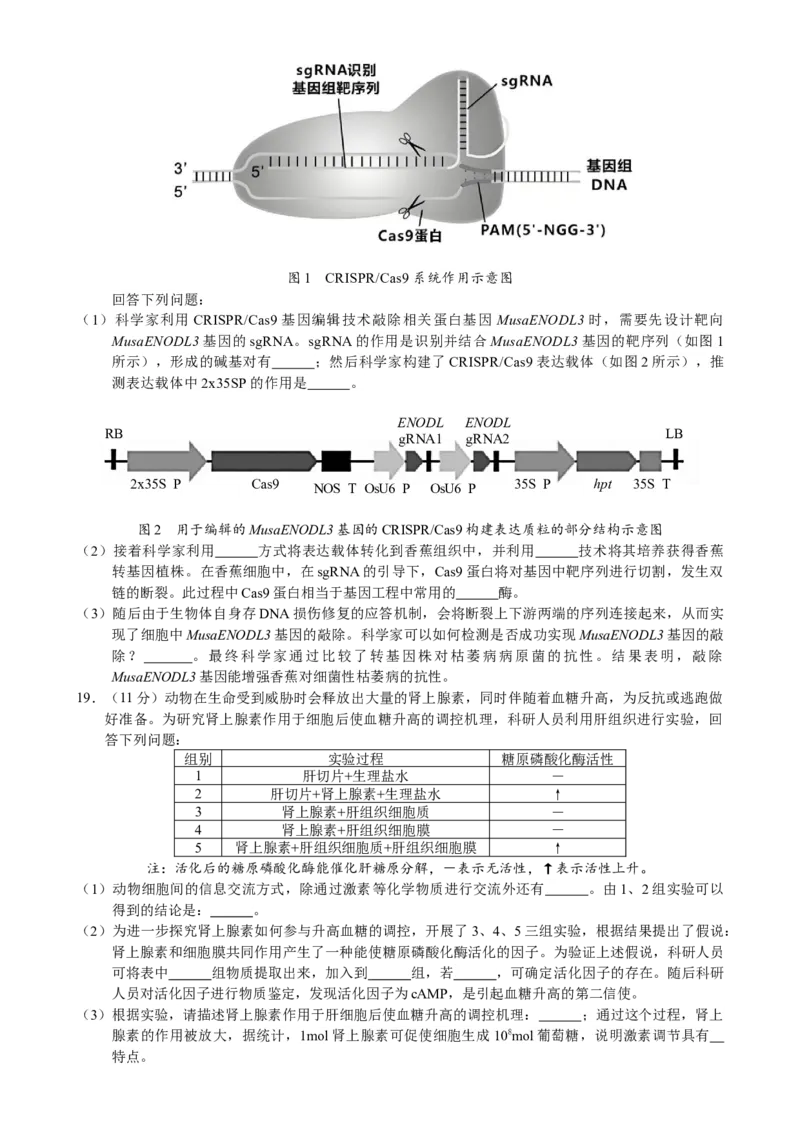惠州市2025届高三第二次调研考试生物科试题（终定稿）_A1502026各地模拟卷（超值！）_10月_241025广东省惠州市2025届高三第二次调研考试