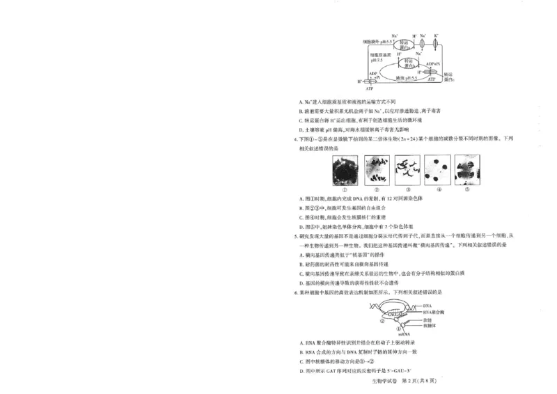 圆创高三11月联考生物试卷(1)_A1502026各地模拟卷（超值！）_11月_241108湖北省高中名校联盟2025届高三11月第二次联合测评（圆创联盟）_生物
