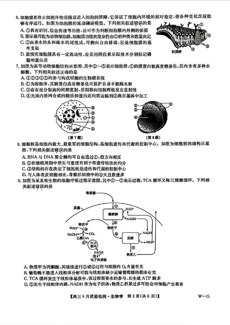 九师联盟2025届高三10月联考（W-G）生物试题_A1502026各地模拟卷（超值！）_10月_2410082025届九师联盟高三10月8联考（9月质量检测巩固卷G）