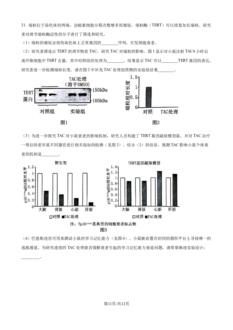 北京市通州区2025届高三上学期11月期中质量检测生物_A1502026各地模拟卷（超值！）_12月_241217北京市通州区2025届高三上学期11月期中质量检测试卷