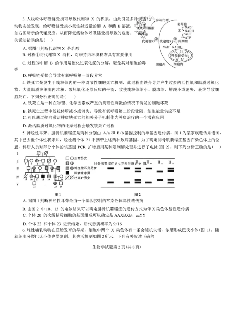 2025年陕西省高考适应性检测（一）物理试卷（图片版，含答案）_A1502026各地模拟卷（超值！）_11月_241112陕西省2025届高考适应性检测（一）